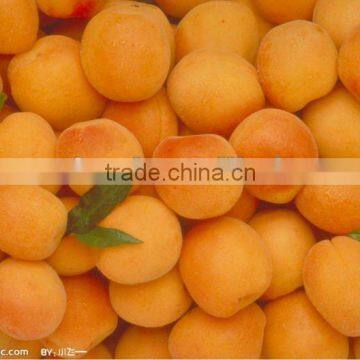 btter canned apricots