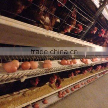 Automatic chicken poultry equipment for chicken farm house