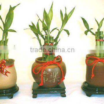Indoor Plants 30cm Straight Lucky Bamboo Live Plants