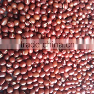 small red bean 2016 crop