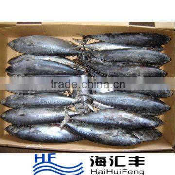 HHF New Landing Frozen Bonito Skipjack Tuna With Good Quality