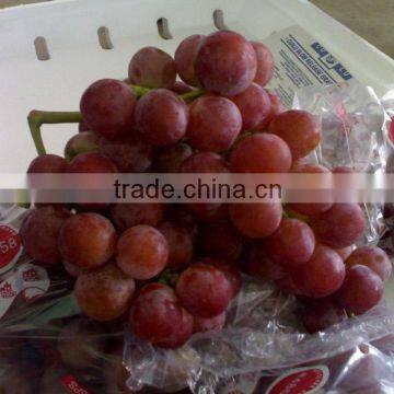 Red globe table grapes