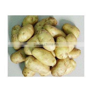 2015 China Holland fresh potato price