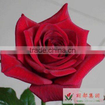Wholesale High Grade Fresh Cut Black Rose Flowers From Kunming Plants Base