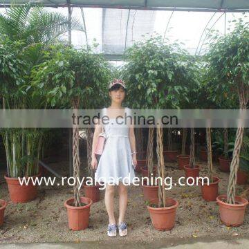 Ficus benjamina five braid shape