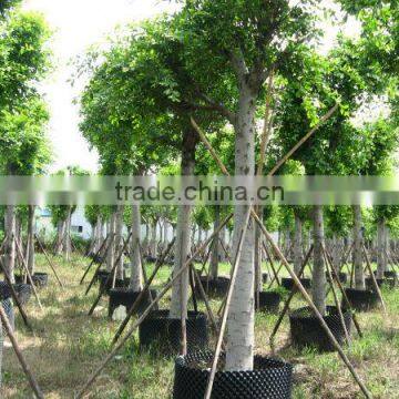 Ficus Nitida landscaping trees for outdoor