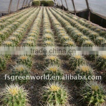 Echinocactus grusonii nursery