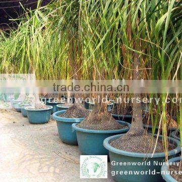 Nolina recurvata bottle plants