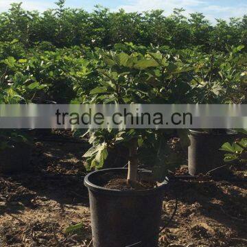 Ficus Carica photo-2