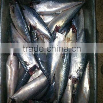 Frozen Pacific Mackerel HGT Scomber Japonicus photo-4