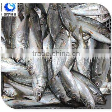 Horse Mackerel Variety And Fish Category Horse Mackerel photo-6