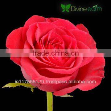 Cut Rose photo-2