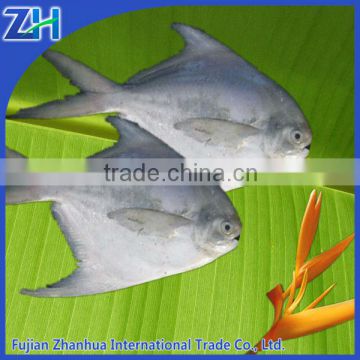 frozen silver pomfret white pomfret on sale