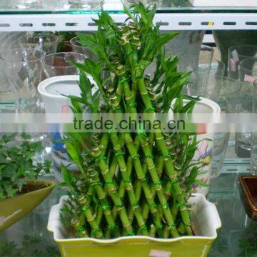 lucky bamboo(Dracaena sanderiana)