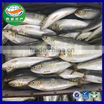 Light seine Frozen sardine for fishing bait (sardinella Aurita)