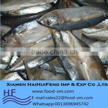 Wholesale indian mackerel frozen fish with good price