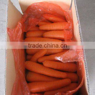 Fresh Carrot