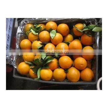 Top and fresh Navel Orange