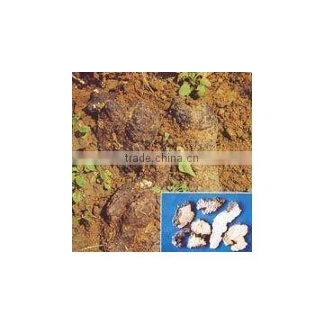 Organic Polyporus Umbellatus Extract Powder 5:1-- Water Soluble