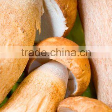 Detan Dried Porcini Mushrooms for Sale photo-6