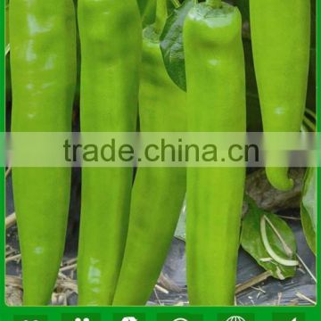 NP05 Budao Quality high yield chilli seeds factory