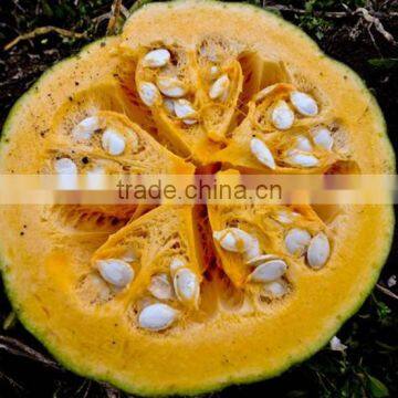Cold Pressed Pumpkin Seed Oil photo-2