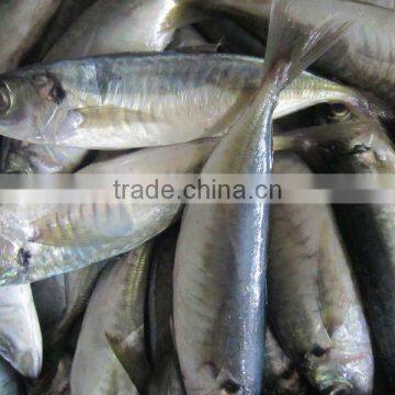 Frzoen horse mackerel Trachurus japonicus