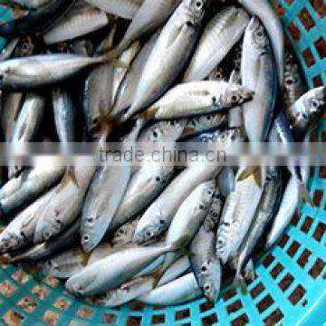 Frozen Mackerel Fish IQF Horse Mackerel photo-2
