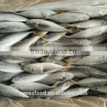 Fresh Bulk Sell Sea Frozen Horse Mackerel for Market photo-2