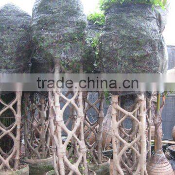 Ficus cage shape square shape 2m