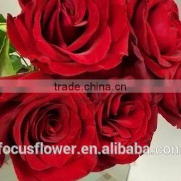 For Hotels/Offices/Wedding Flower Natural Fresh Cut Flowers Roses Black Magic Flower From Kunming photo-4