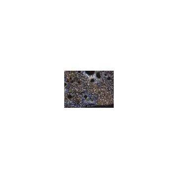 5.0MP CMOS Digital Microscope Camera photo-2