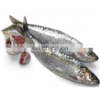 china sardine price frozen sardine fish for bait and canning sardinella aurita