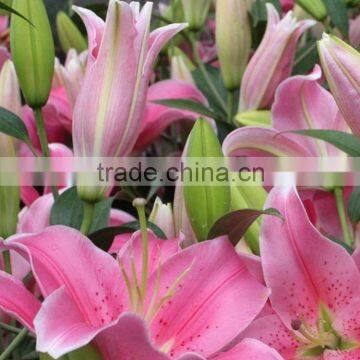 Colorful tiber product flower fresh lilies