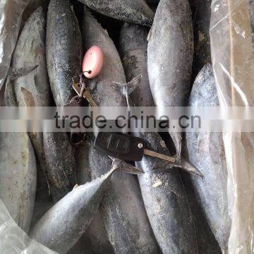 Frozen Bonito photo-4