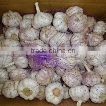 Chinese Fresh Normal White Garlic New Crop 2016 Top Quality photo-3