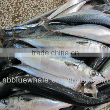 sea fish 200-300g