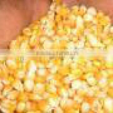 yellow maize