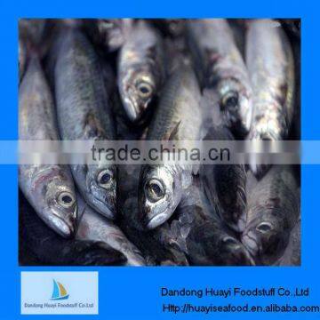 good quality frozen fish sardine