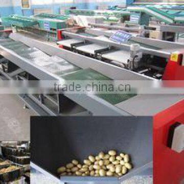 Orange Processing Linewashing and Sorting Machine photo-6