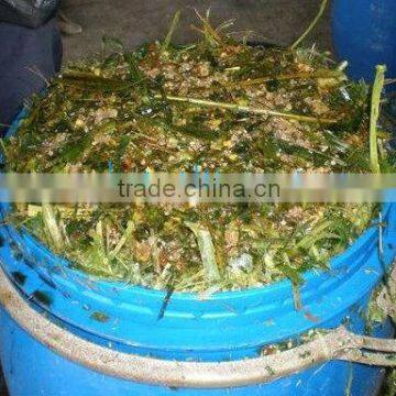 Corn silage for animal and poultry feed