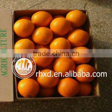 Good Price Fresh Citrus Orange