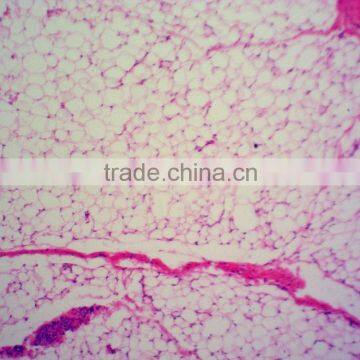 Tulang Rawan Hyalin Mikroslide,Indonesia Prepared Slides photo-5