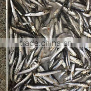 China Frozen Anchovy