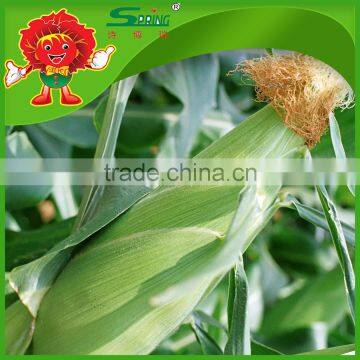 Sweet Yellow Corn/yellow Corn Price Yellow Corn for Human Consumption photo-2