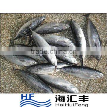 China export seafood fish wholesale frozen skipjack whole round, sea food frozen skipjack tuna price