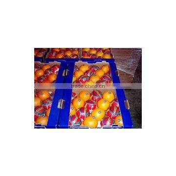 Fresh Quality Egypt Orange