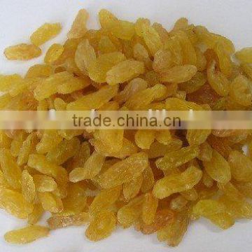 Dried Golden Raisin