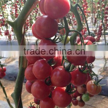 2014 Indeterminate Growth High Yield TY Resistance Pink Cherry Tomato Seeds For Growing-King Pearl