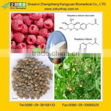 GMP Factory Supply Raspberry Ketones Diet